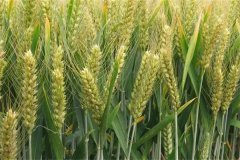 上海郊区种植的小麦品种主要有哪些？