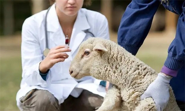 养羊需要打哪些疫苗
