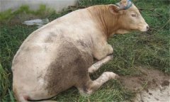 怎样治疗牛瘤胃臌气 其致病因素与症状有哪些