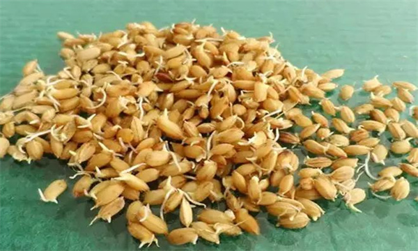 影响水稻种子发芽率的因素
