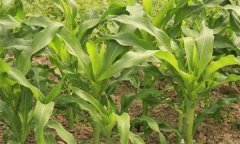 玉米田除草剂哪种最好？