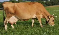 母牛分娩有哪些预兆 如何对母牛进行助产？