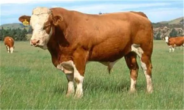 肉牛体重生长有哪些规律