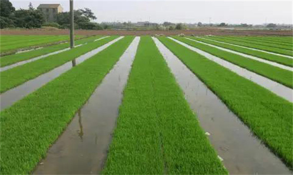 湿润育秧秧田的水分和养分管理