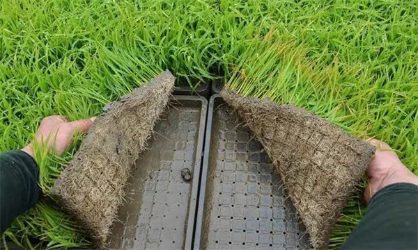 塑盘育秧秧田的水分和养分管理
