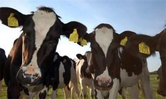 肉牛常用的疫苗有哪些？