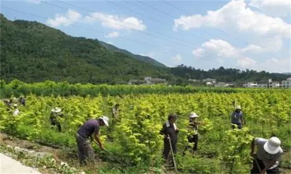 山茱萸田间管理的内容