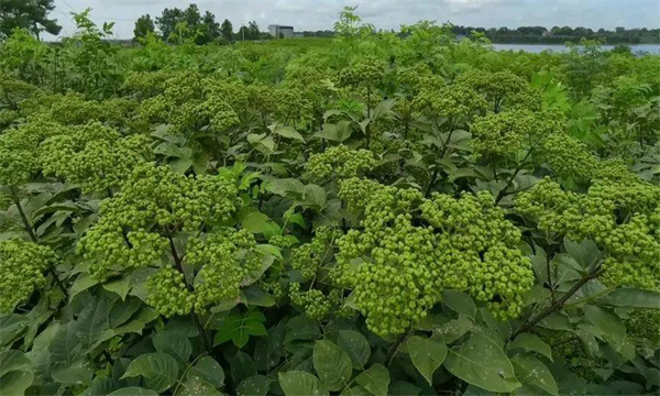 山茱萸的生态习性