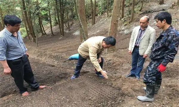 山茱萸的选地与整地