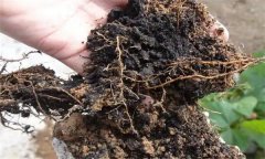 土壤中有机质的来源及其作用是什么？