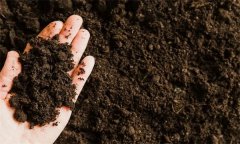 土壤空气的组成及其特点是什么？
