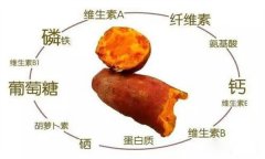 红薯的营养特点 红薯的辅助功能知多少？