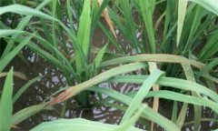 什么是水稻发僵？水稻缺磷、钾引起发僵的防治