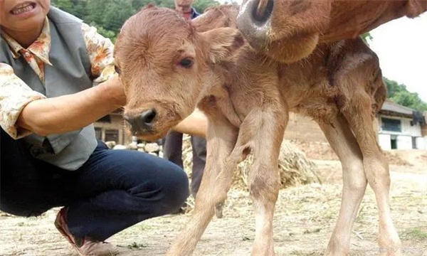 肉牛传染病可分为哪几类