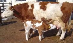 引发母牛产后综合征的病因有哪些？