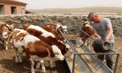 肉牛养殖中如何使用尿素，需注意哪些问题？