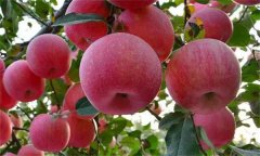 糖心苹果是怎么形成的？