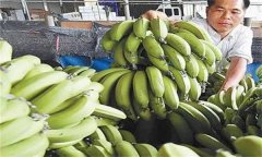 乙烯催熟的香蕉能不能吃 香蕉有哪些营养价值？