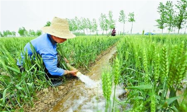 适时浇好灌浆水