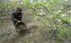 梨树的施肥量 如何按梨树吸收时间进行施肥？