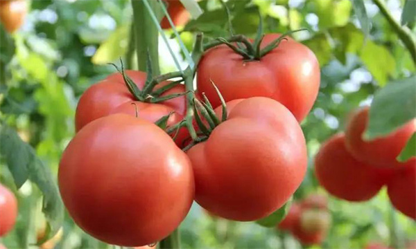 番茄的品种选择