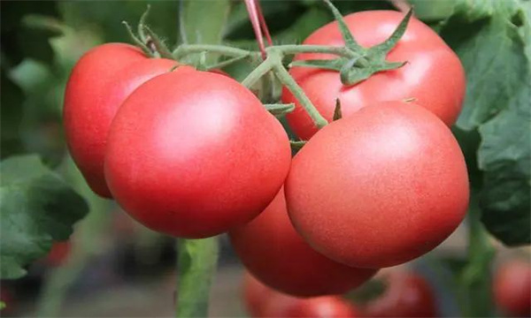 番茄的育苗方式