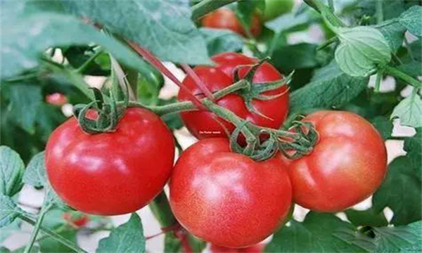 番茄壮苗标准