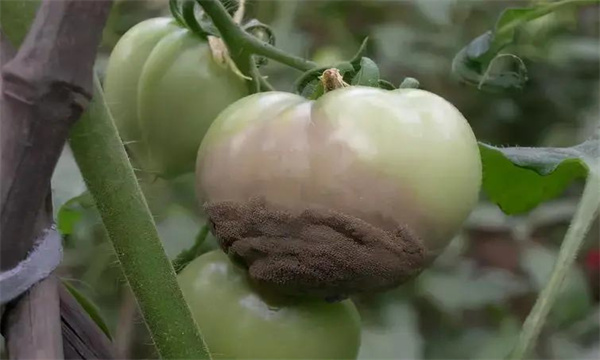 番茄灰霉病的防治