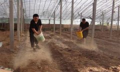西瓜种植前如何进行土壤消毒？