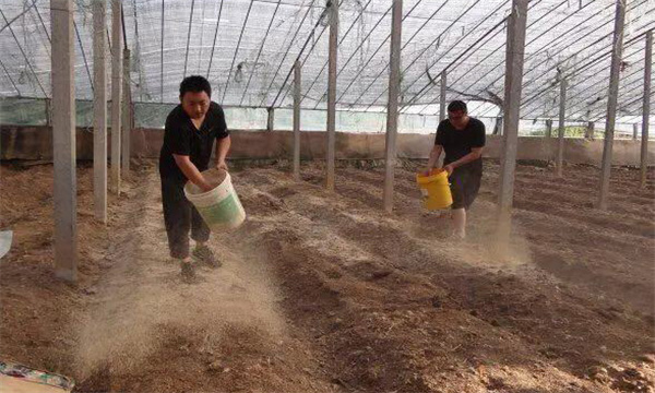 西瓜种植前如何进行土壤消毒