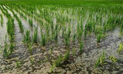 盐碱地如何栽培水稻，需注意哪些问题？