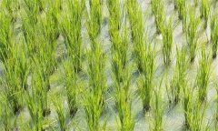 如何诊断与防治稻田的重金属污染？
