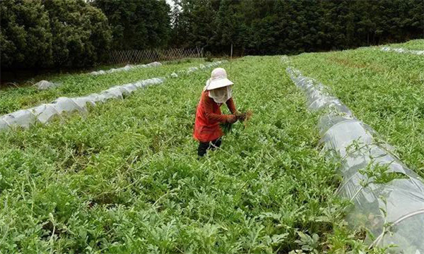 田间管理