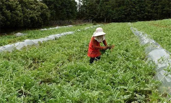 西瓜植株整理基本方法