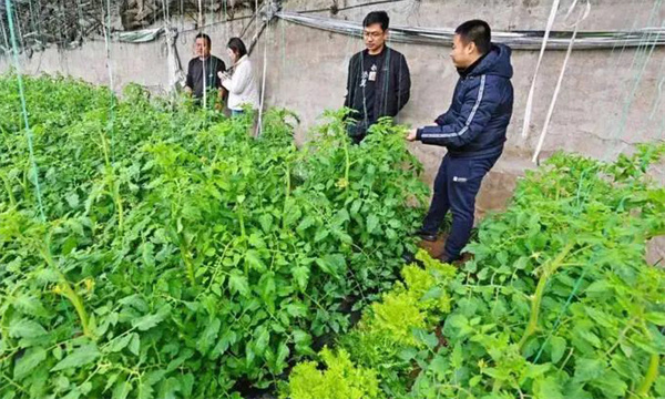 深冬期套种番茄应注意什么问题