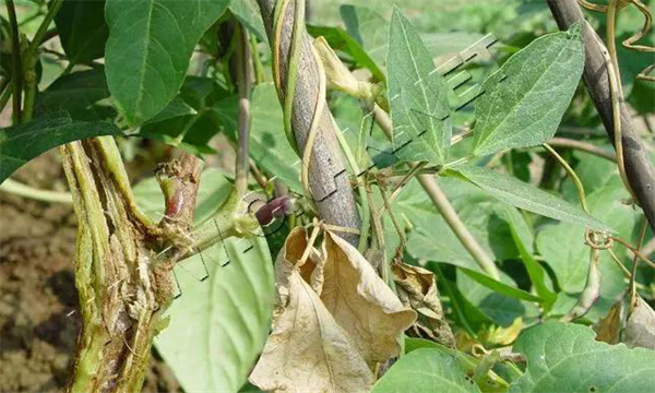 豇豆疫病怎样防治