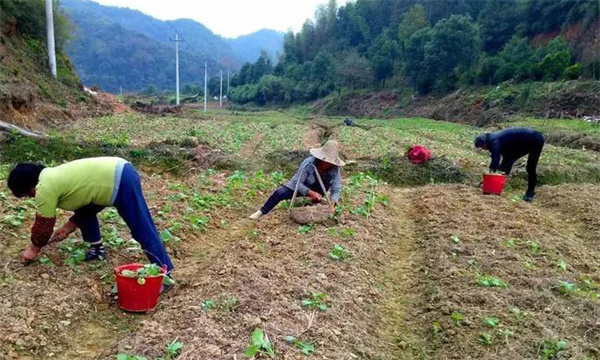 油菜移栽要注意哪些问题