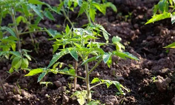 番茄定植前的炼苗、追肥、喷药