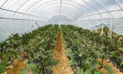大棚茄子再生栽培技术要点和方法步骤