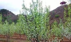 如何提高梨树成活率 梨树栽植时间与定植技术