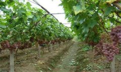 如何确定葡萄施肥时间 葡萄怎样施基肥与追肥？