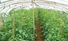 秋季延迟栽培番茄高产栽培技术要点
