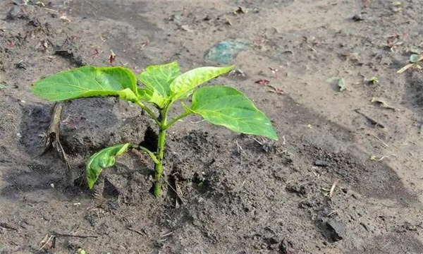 辣椒定植之前如何确定水平线