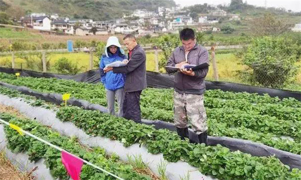 从外地引种草莓应注意哪问题