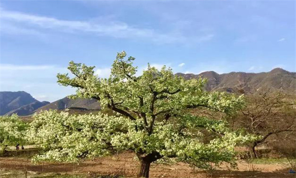 梨树二层开心形及整形修剪技术