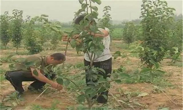 梨树在幼树期如何修剪